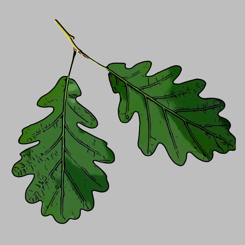 Eichenblatt Eichen Blatt