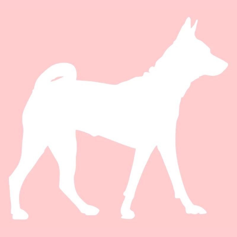 Chien Basenji - Basenji
