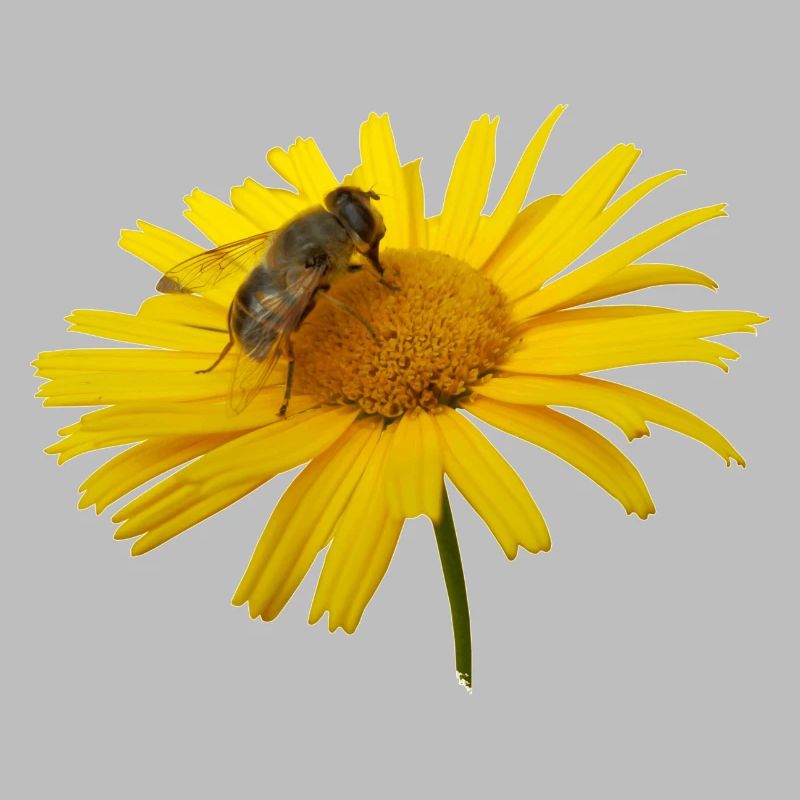 Hoverflies are also useful insects