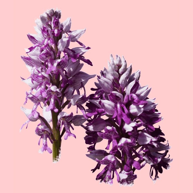 Das Knabenkraut ist eine heimische Orchidee