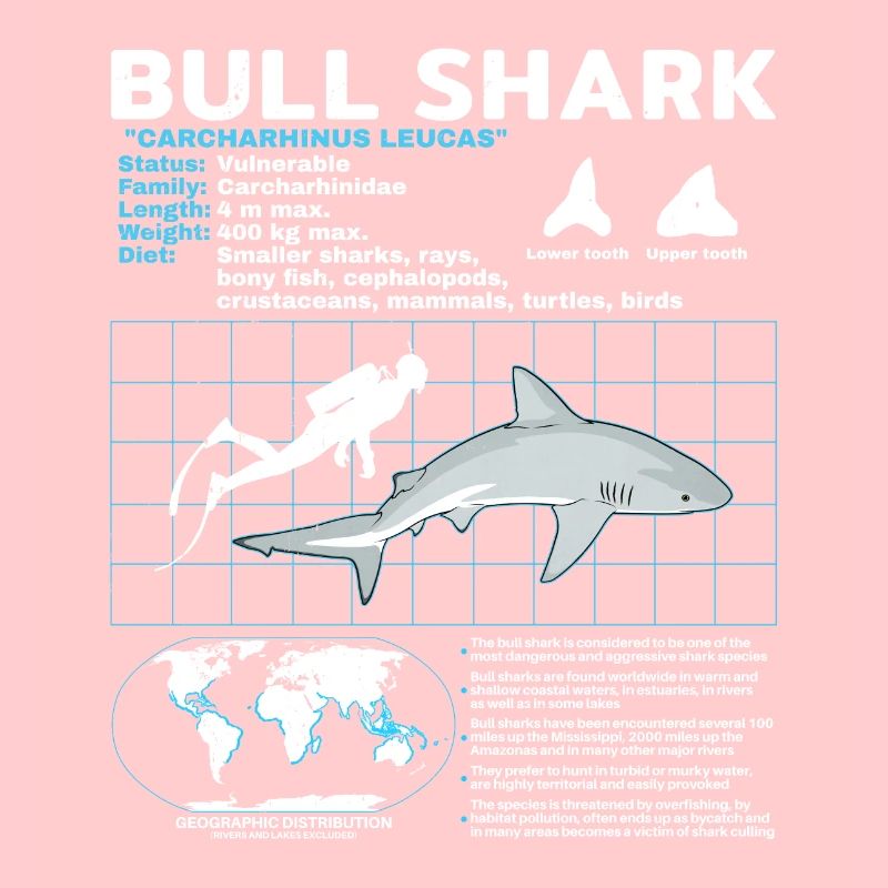 Fiche technique du requin bouledogue