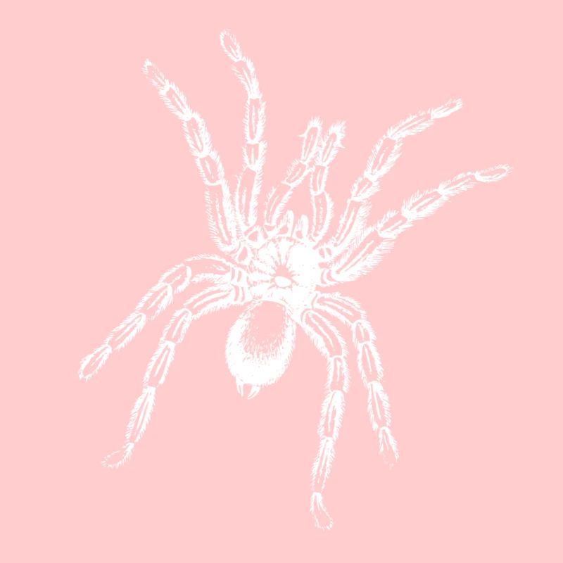 Spinne