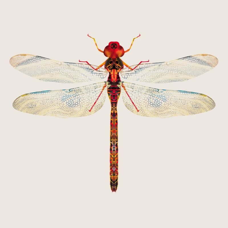 Libelle farbenfroh