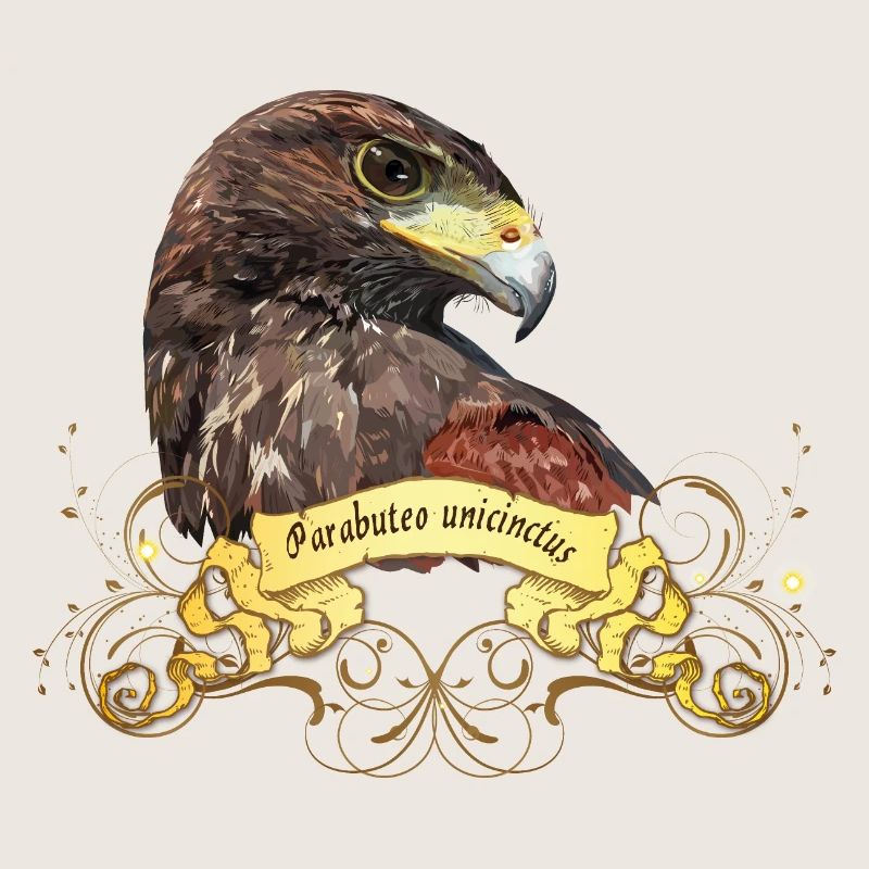 harris hawk