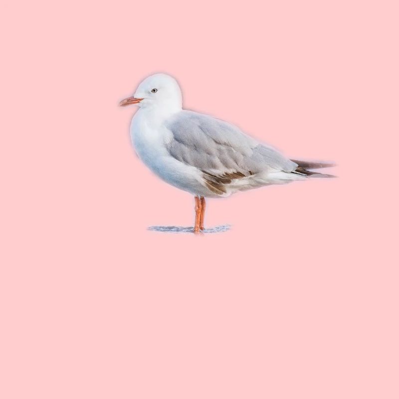 Möwe