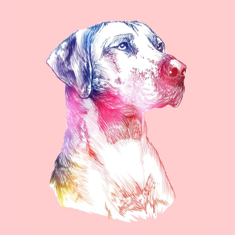 Rhodesian Ridgeback