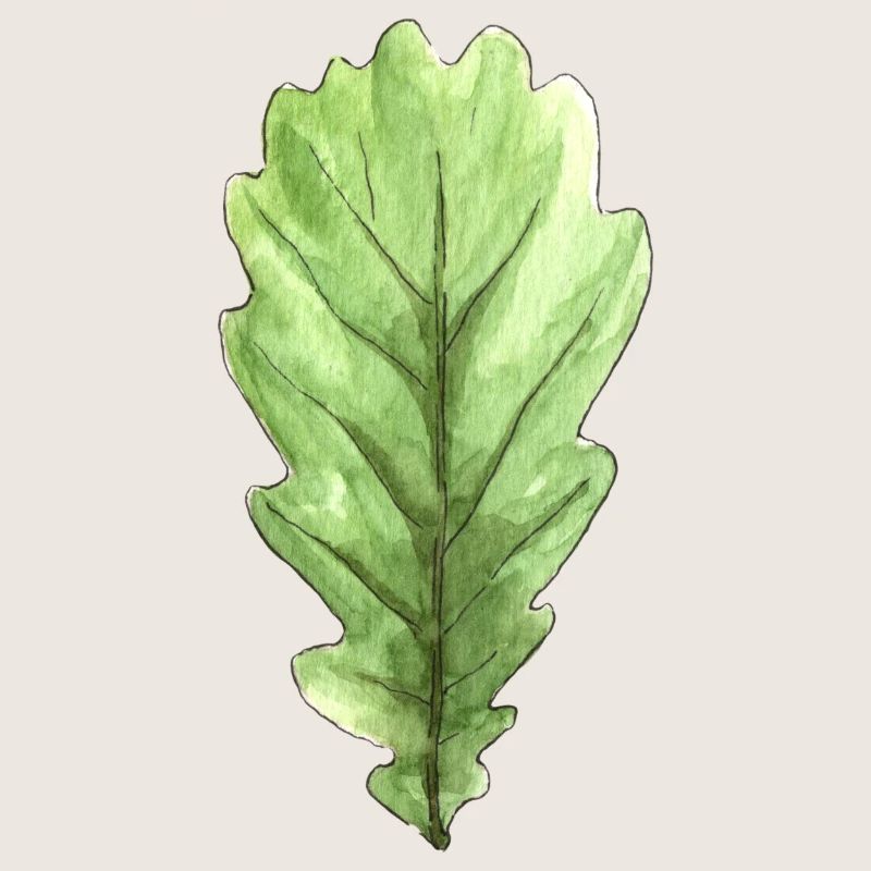Blatt einer Eiche