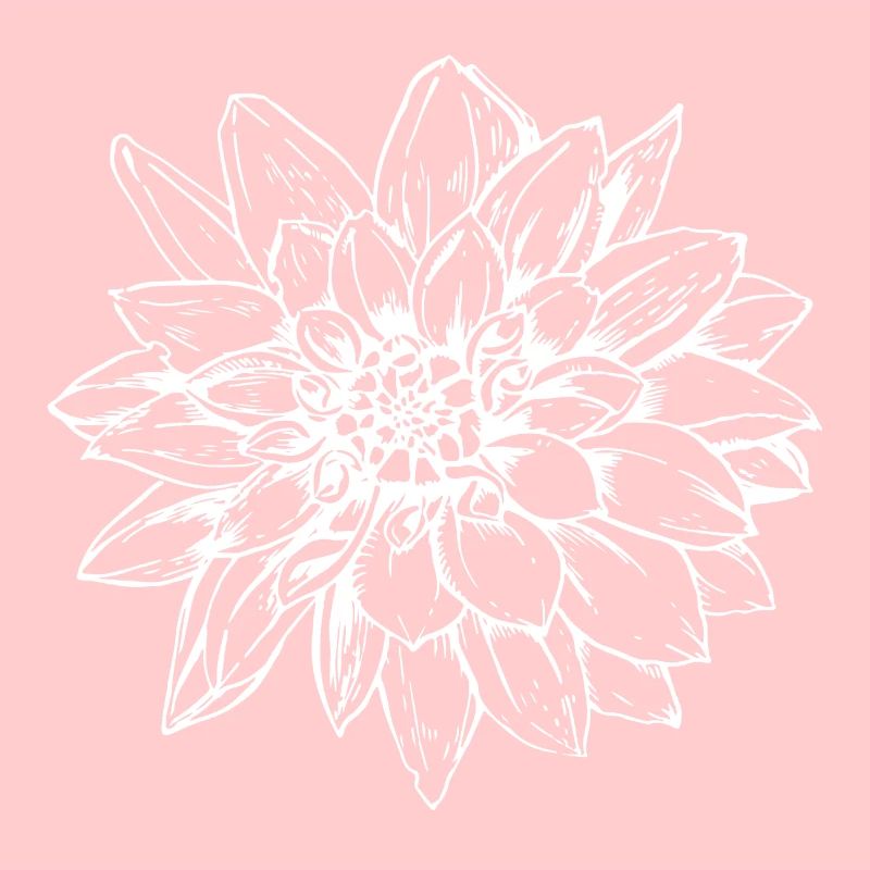 Dahlia blanc