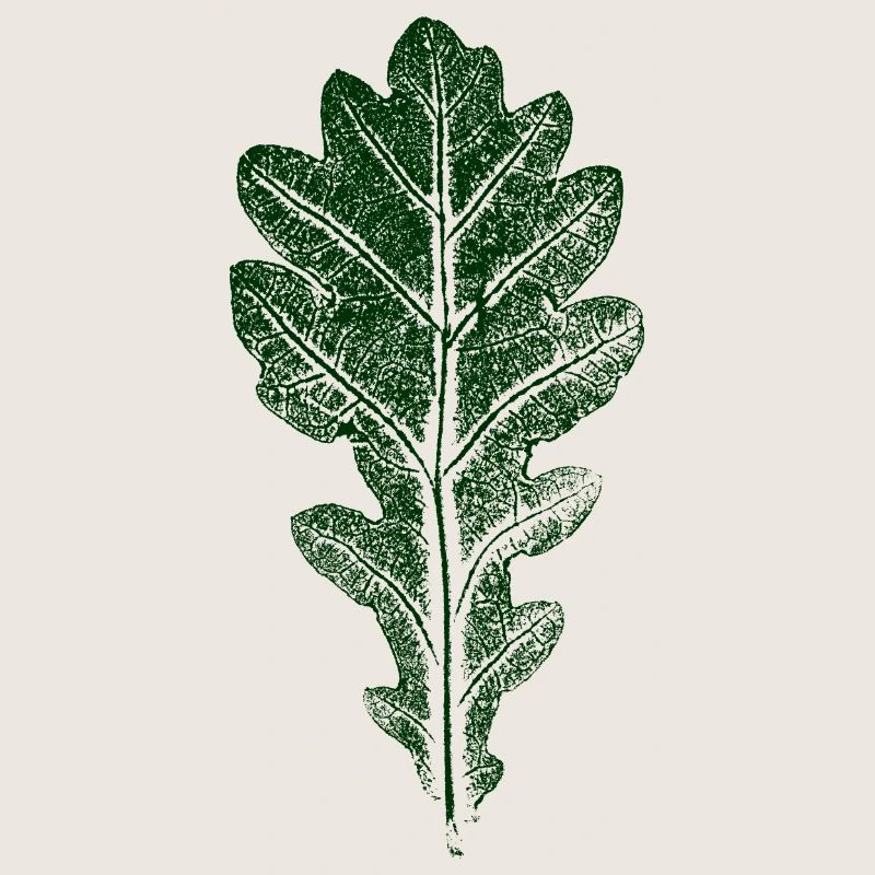 Oak Leaf / LEAF / OAK Nature & Forest