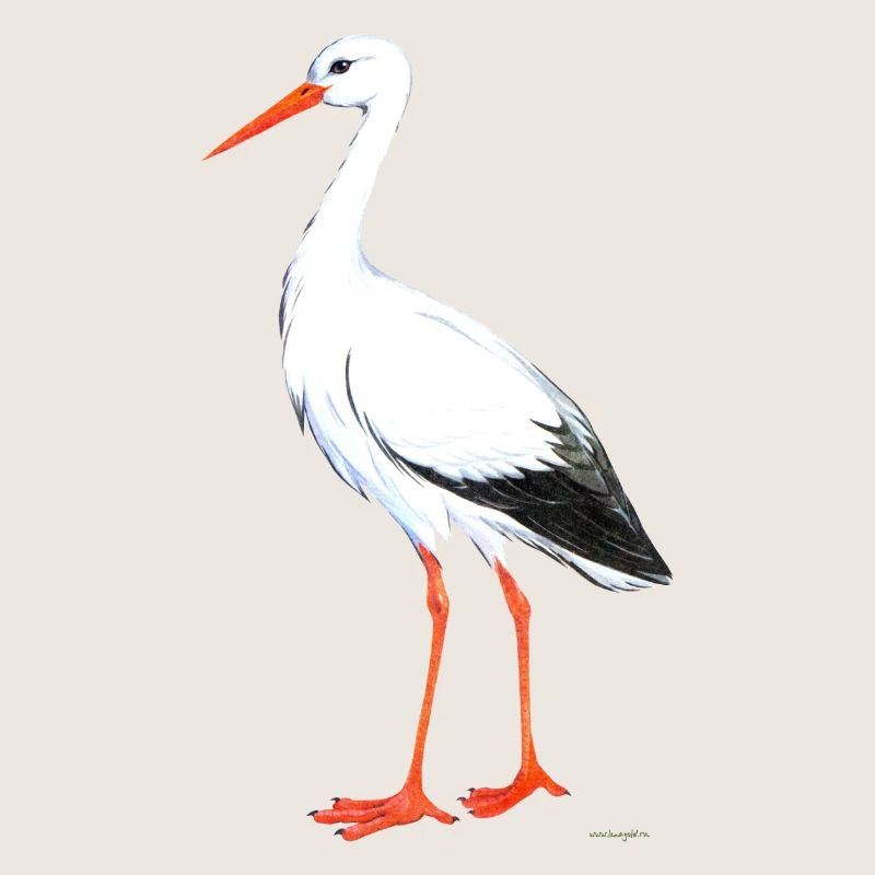 cigogne