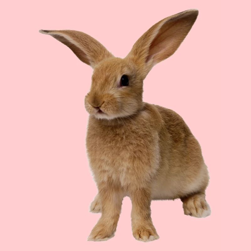lapin