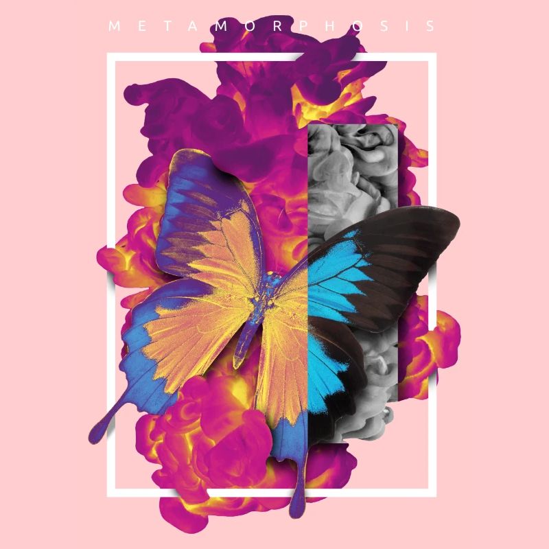 MÉTAMORPHOSE CONCEPTION ASTUCIEUSE DE PAPILLON