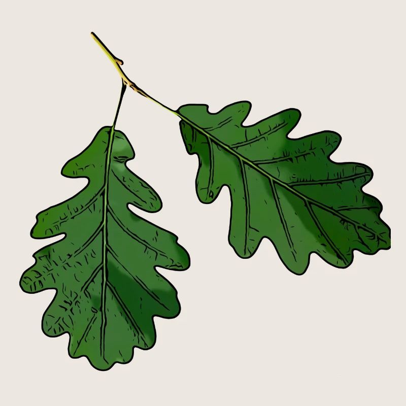 Eichenblatt Eichen Blatt