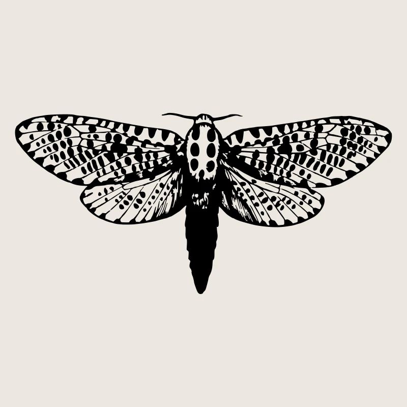 Moth drawing