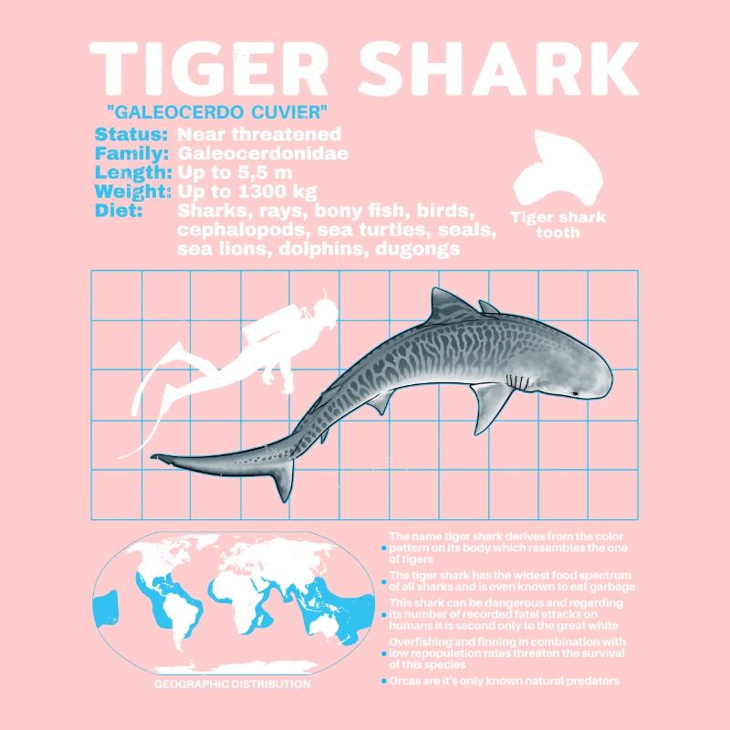 Tiger Shark Fact Sheet Datasheet