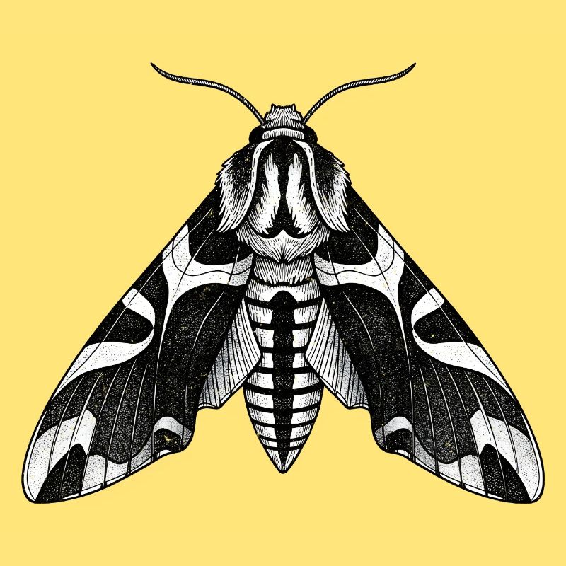 Moth Shadow Pattern Moth Black Moth