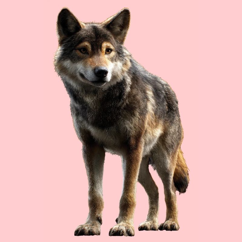 Wolf Love Wolves Wolf Pack Wolfhound Wild Wolf
