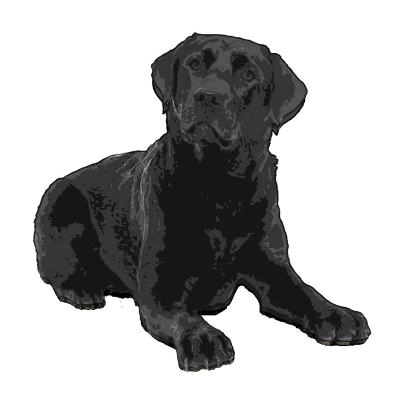 Schwarzer Labrador