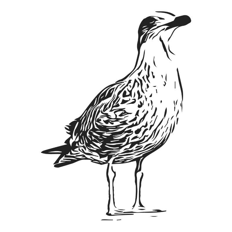 Eine Schöne Möwe
