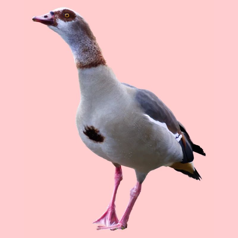 Gans Nilgans Gänse