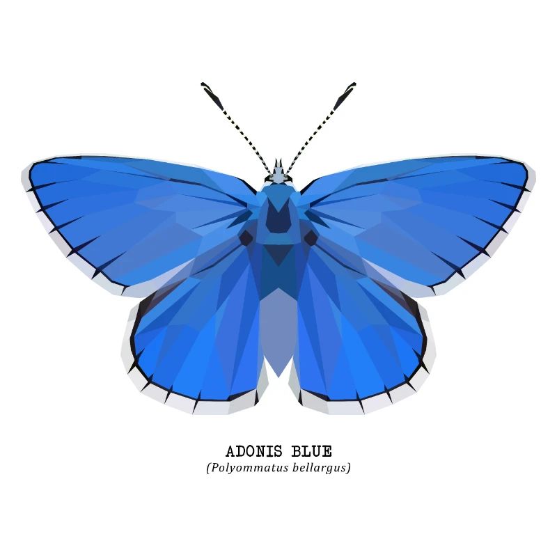 Adonis Blue
