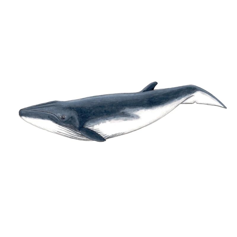 baleine Bebe Bryde - Bébé Baleine