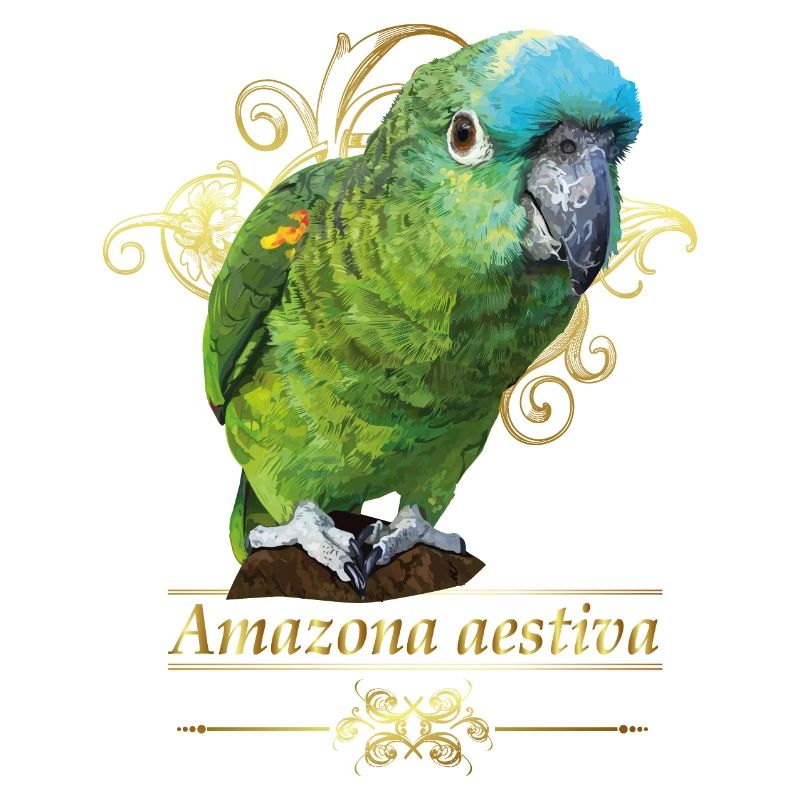 Amazone à front bleu