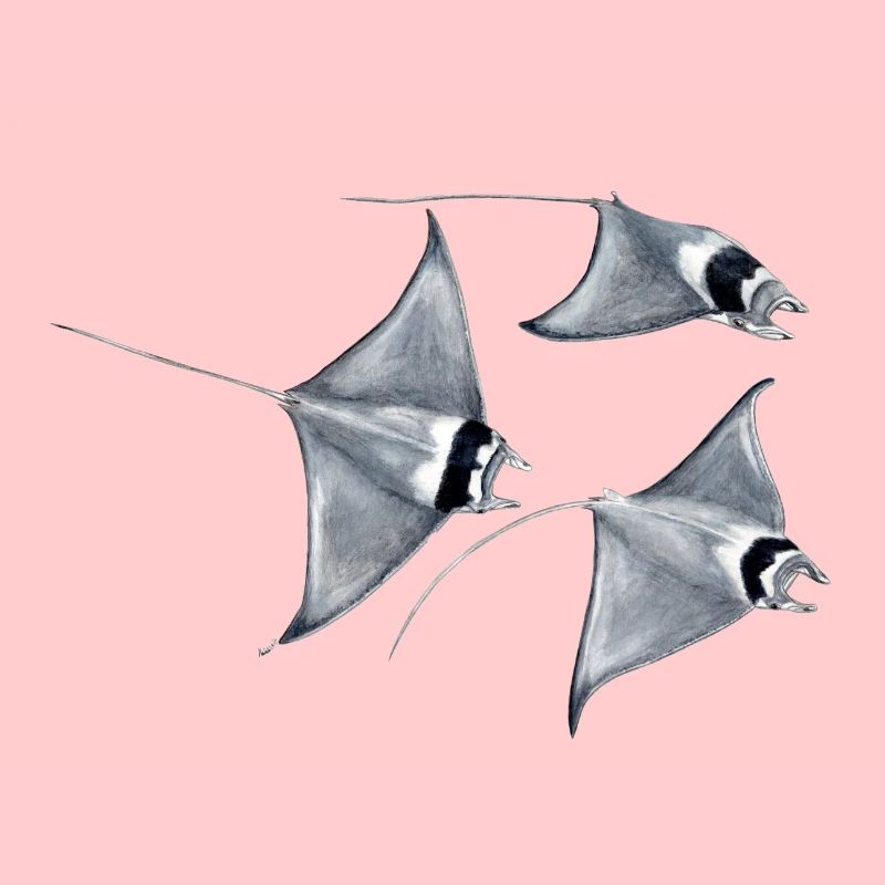 Manta ray - Raie blanket - rays devil fish blanket