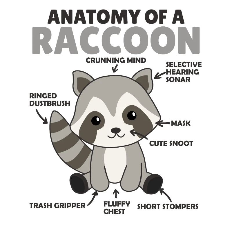 explication du raton laveur doux Anatomie d’un raton laveur