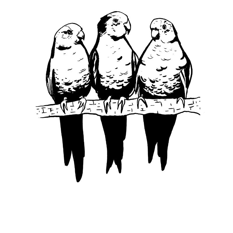 Budgerigar Budgerigar