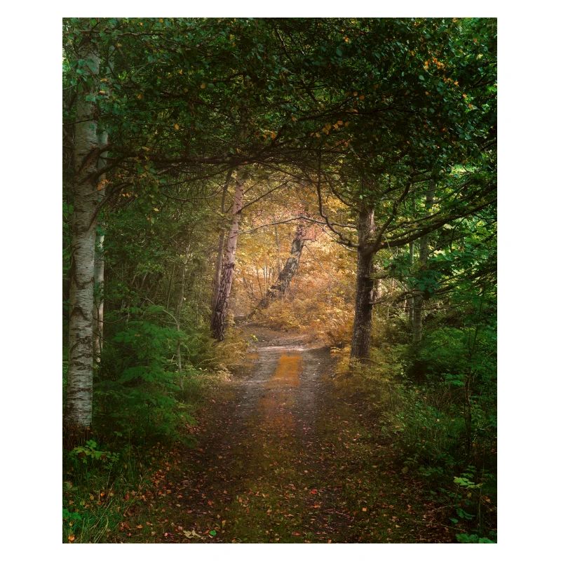 Foresta