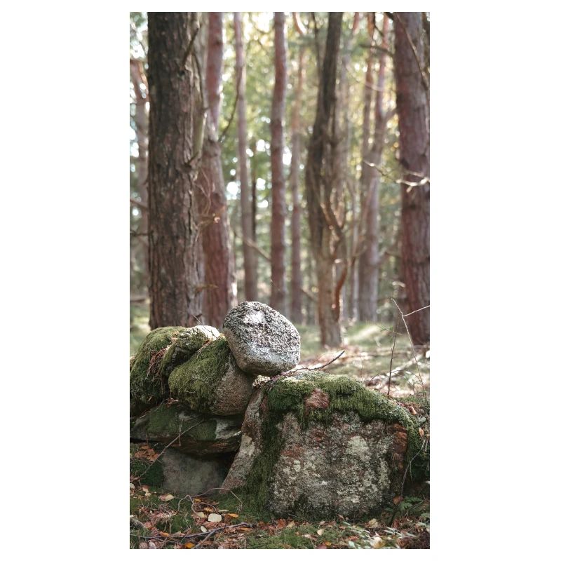 foresta