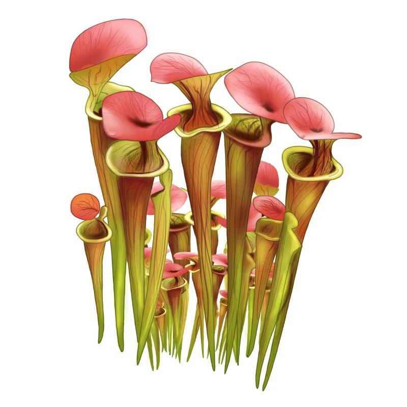 Garten Fleischfressende Schlauchfflanze Sarracenia