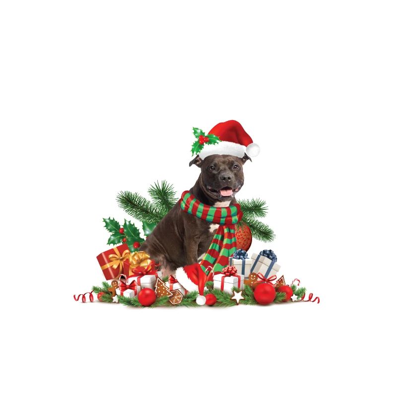 Pit Bull de Noël, Chien Pitbull