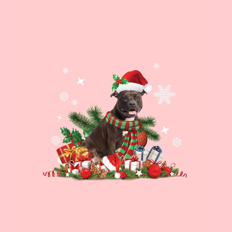 Pit Bull de Noël, Chien Pitbull