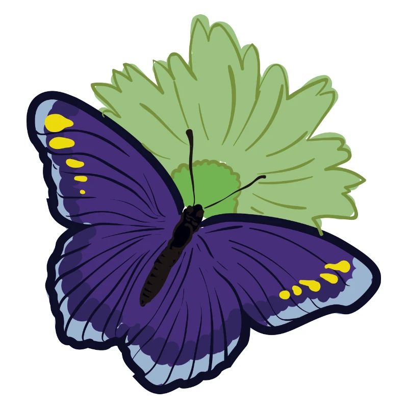Butterfly moth