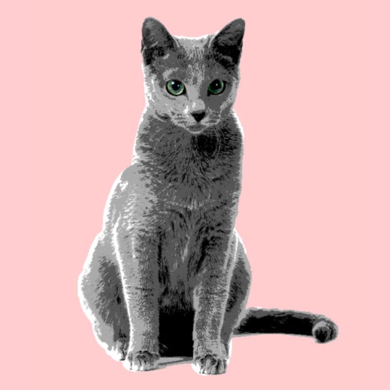 Russisch Blaue Katze