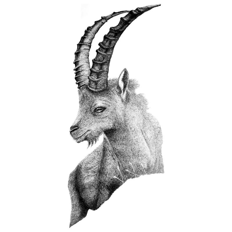 DER STEINBOCK