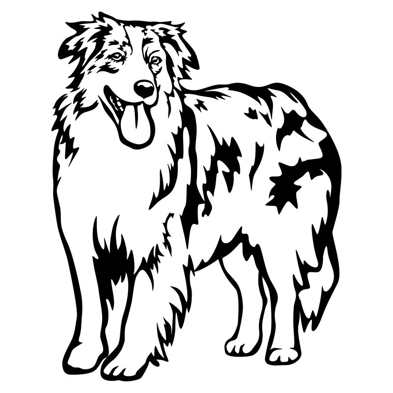 Australian Shepherd
