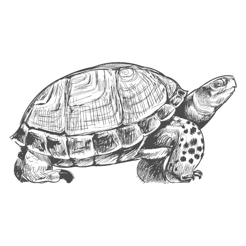Turtle Turtle Gift Drawn