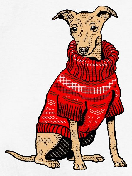 Hund im roten Strickpullover