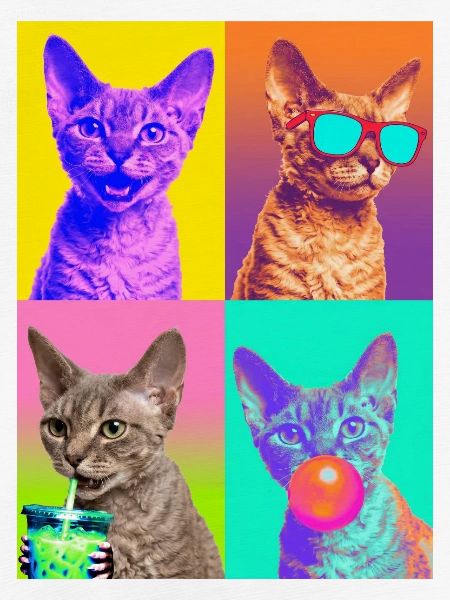 Katzen Devon Rex Katze