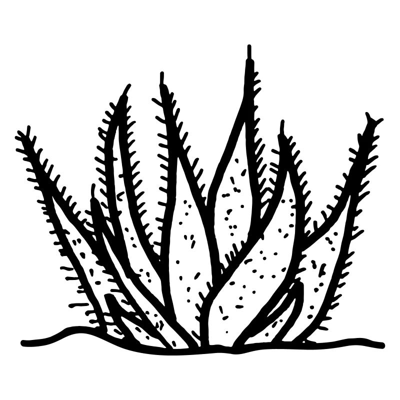 Aloe vera agave dessin de cactus