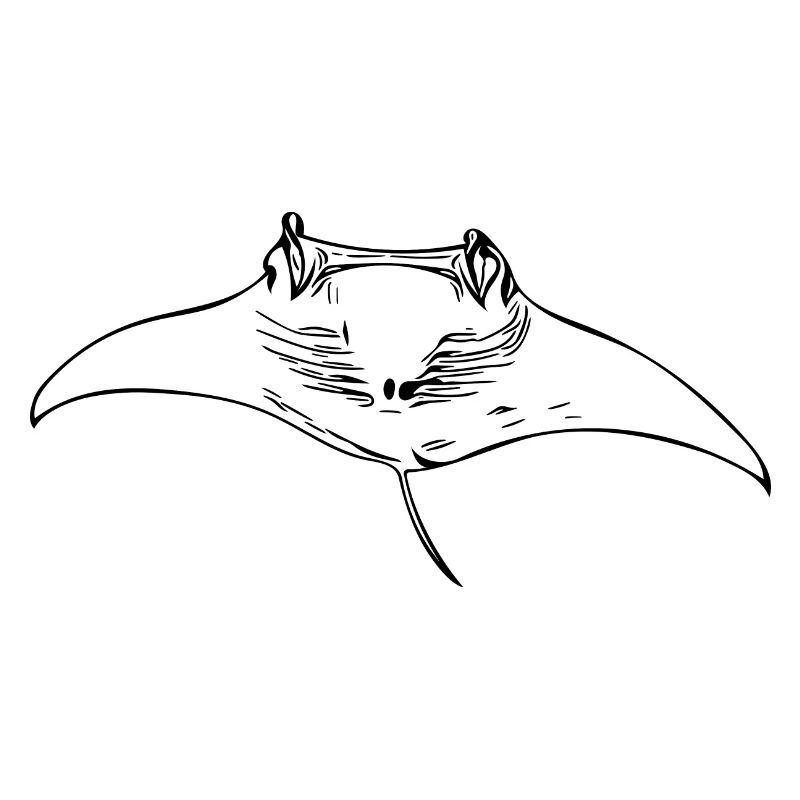 Mantarochen im Gleitflug durch Wasser