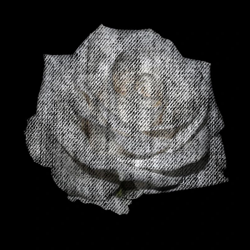 FLOWER White Rose White