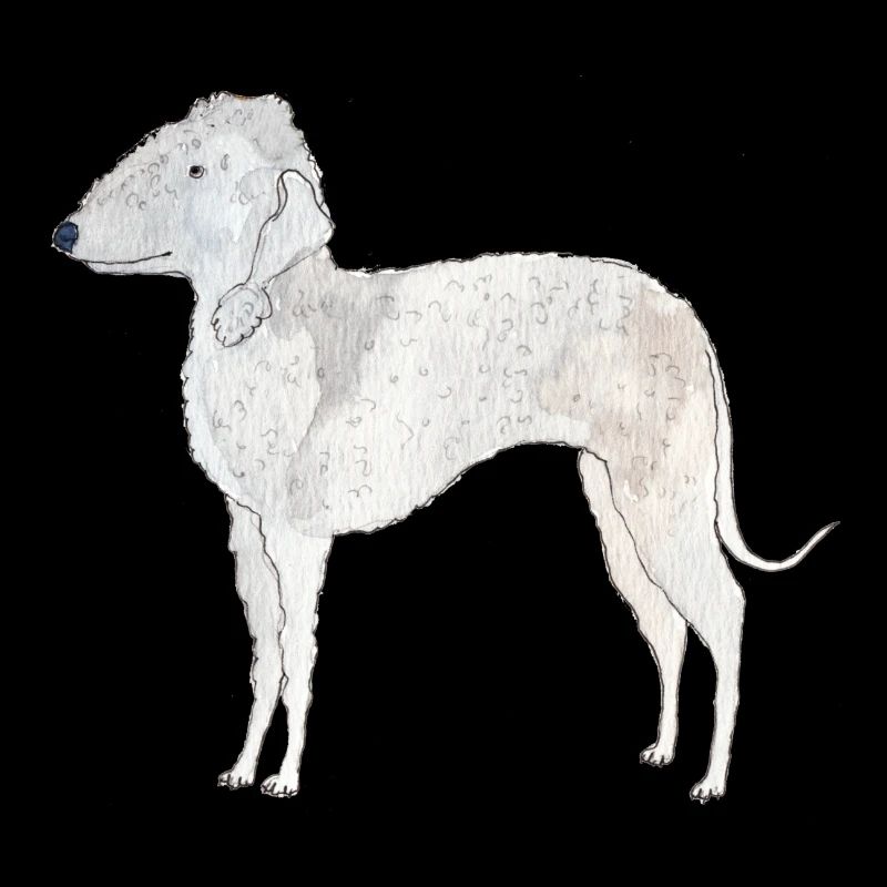 Bedlington Terrier