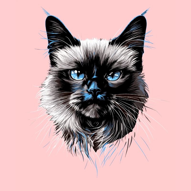Birma Katze Heilige Birmakatze Süße Birma Katzen