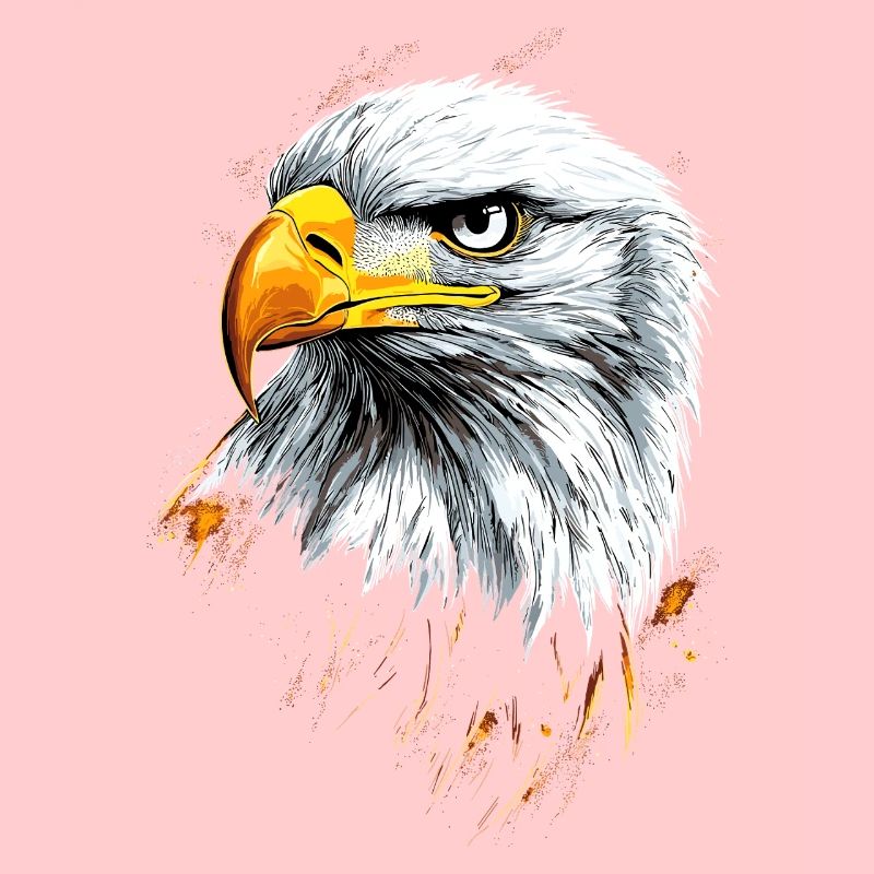 Aigle Pygargue à tête blanche Aigle royal Pygargue à queue blanche