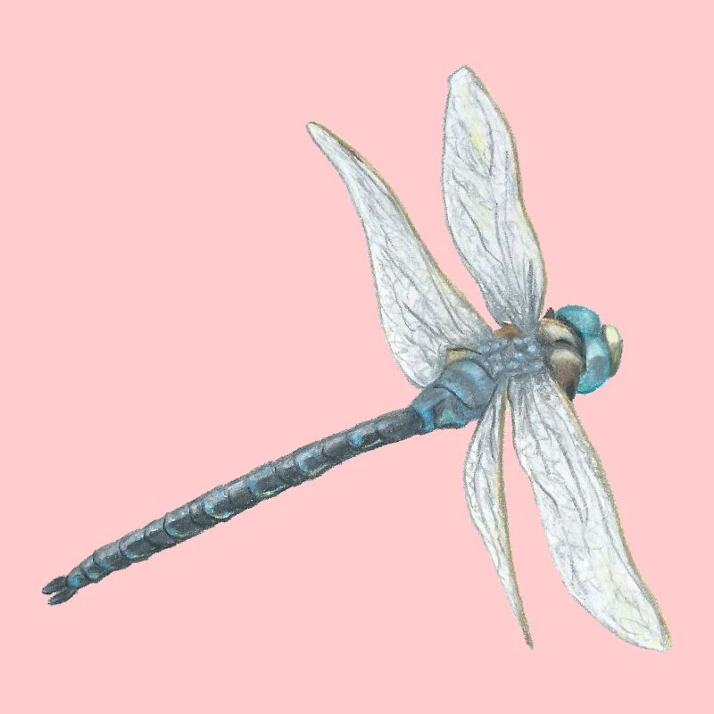 Illustration de libellule sarcelle