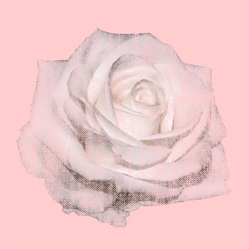 ROSE BLANCHE FLEUR BLANCHE